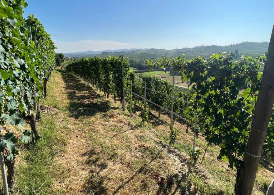 Welcome to the Langhe: Home to Nebbiolo