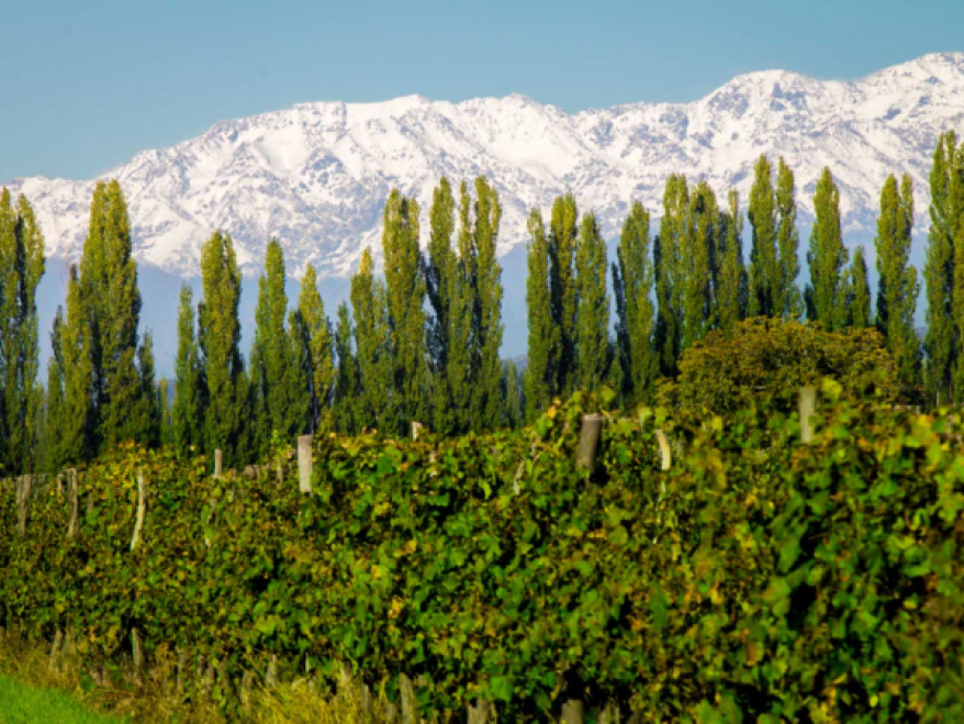 Tilia Landscape