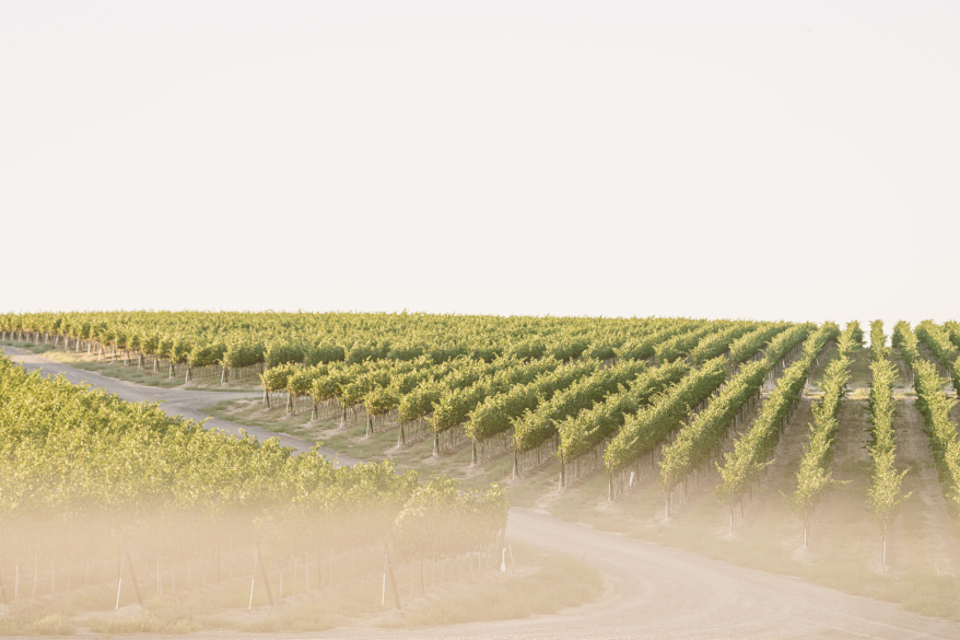 Jaine Vineyard